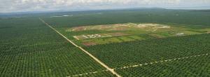 TBI: green as a palm-oil plantation