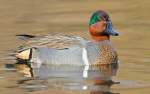 The Academic Teal Leader