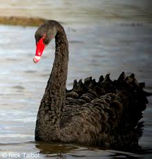 The black swan- a symbol of unpredictability