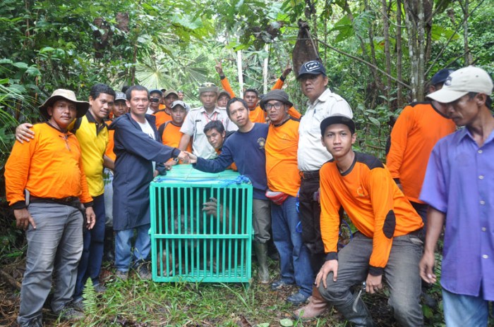 Teladan Prima tangkap orangutan